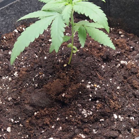 Lemon Two growlog photo: Nuovo vaso 15L
