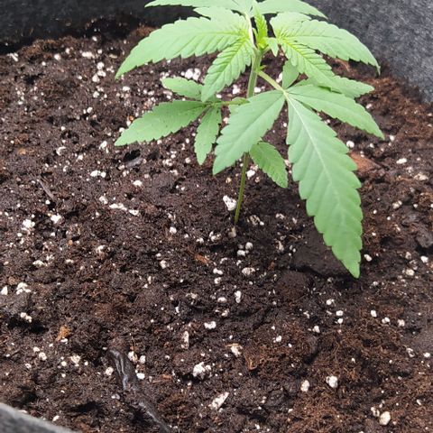Lemon Three growlog photo: Nuovo vaso 15L