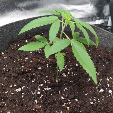 Zkittlez Two growlog photo: Nuovo vaso 15L