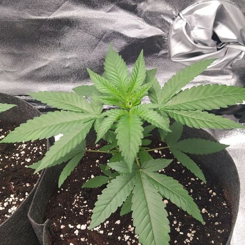 Zkittlez Two growlog timeline photo