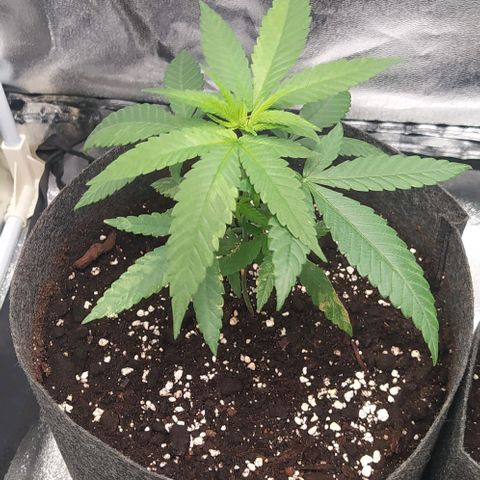 Lemon One growlog timeline photo