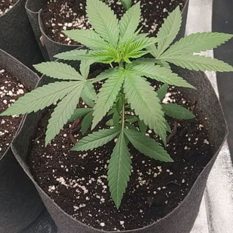 Lemon Three growlog timeline photo