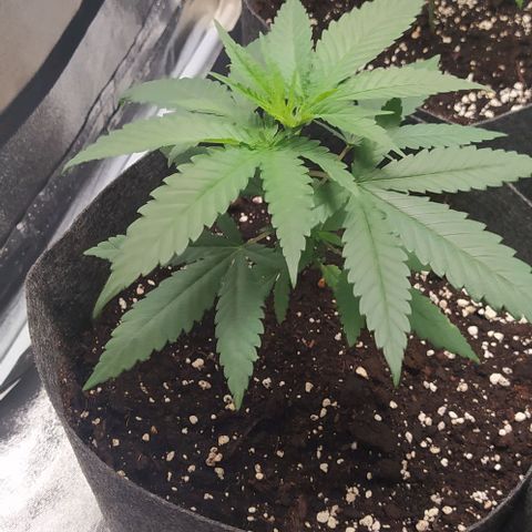 Lemon Two growlog timeline photo