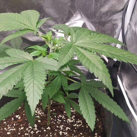 Zkittlez Two growlog photo: Post Topping