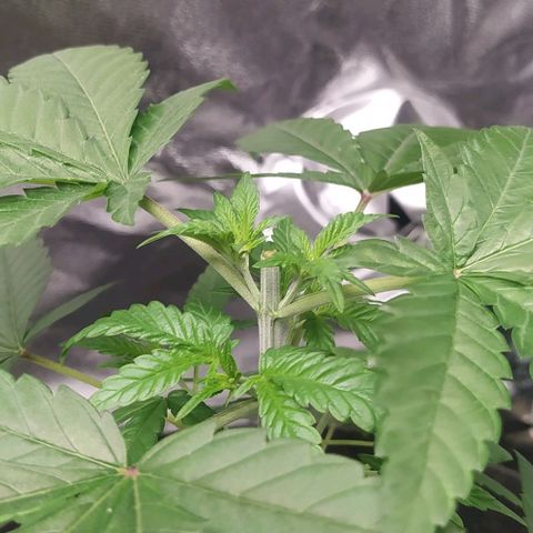 Zkittlez Two growlog photo: Post Topping