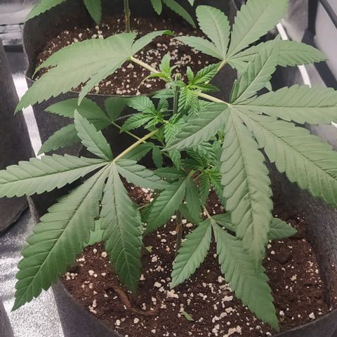 Lemon Three growlog photo: Post Topping