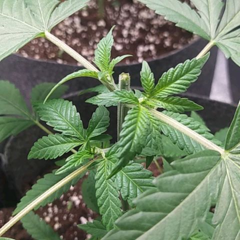 Lemon Three growlog photo: Post Topping