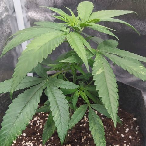 Lemon One growlog photo: Post eliminazione rami inferiori