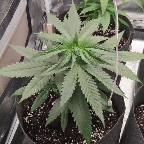 Lemon Two growlog timeline photo
