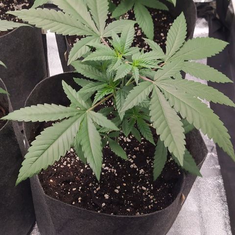 Lemon Three growlog timeline photo