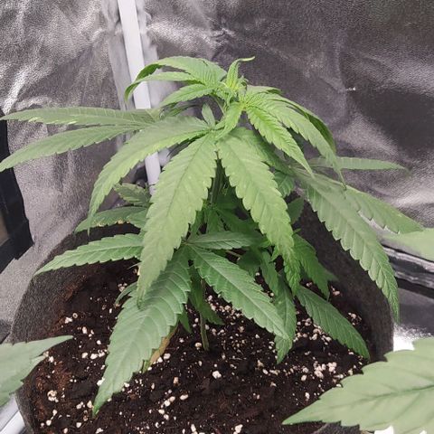 Lemon One growlog timeline photo