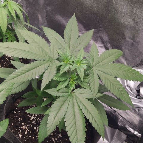 Zkittlez Two growlog timeline photo