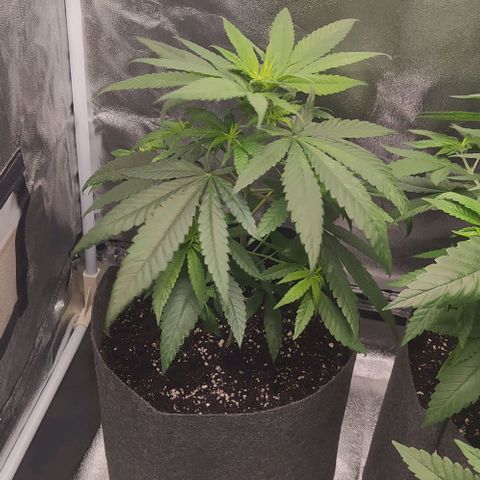 Lemon One growlog timeline photo