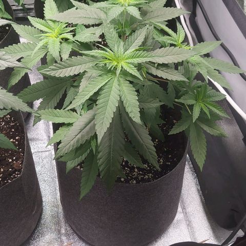 Lemon Three growlog timeline photo