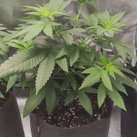 Zkittlez Two growlog timeline photo