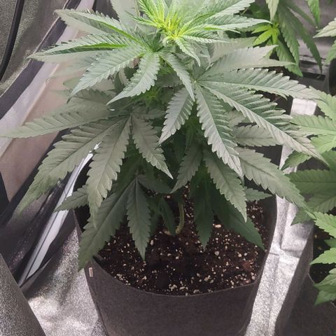 Lemon Two growlog timeline photo