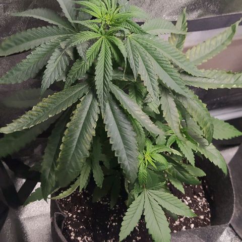 Lemon Two growlog timeline photo