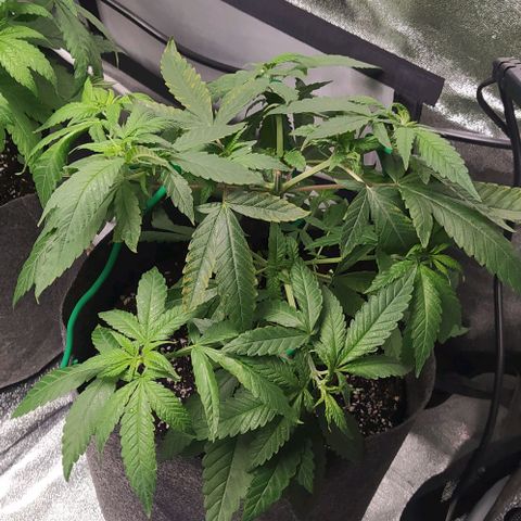 Lemon Three growlog timeline photo