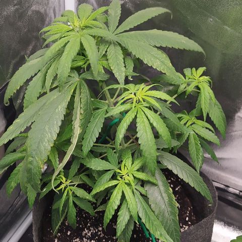 Lemon One growlog timeline photo