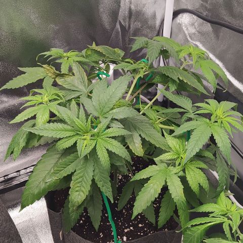 Zkittlez Two growlog timeline photo