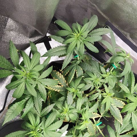 Lemon Three growlog timeline photo