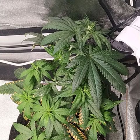 Lemon Two growlog timeline photo