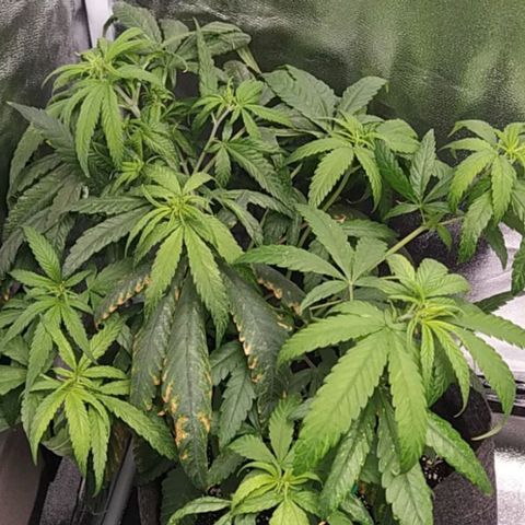Lemon One growlog timeline photo