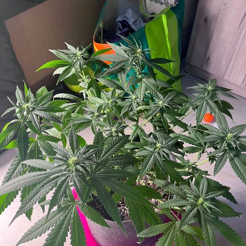 Zkittlez Two growlog photo: Potatura parte inferiore