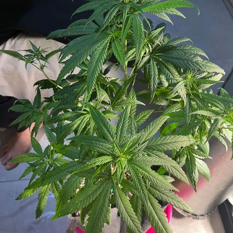 Lemon One growlog photo: Potatura parte inferiore