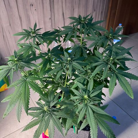 Lemon Three growlog photo: Potatura parte inferiore