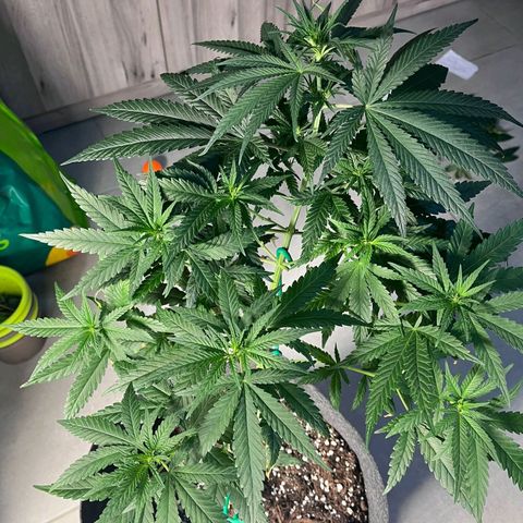 Lemon Two growlog photo: Potatura parte inferiore