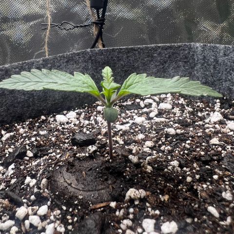 Baby Fruit growlog timeline photo