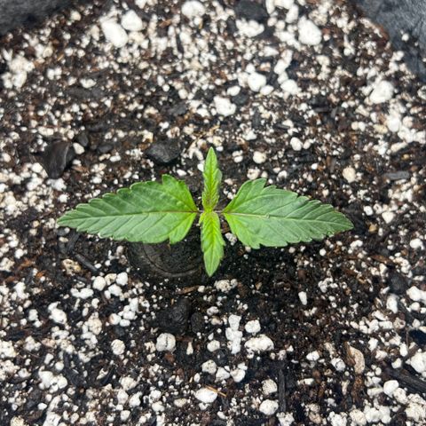 Baby Fruit growlog timeline photo