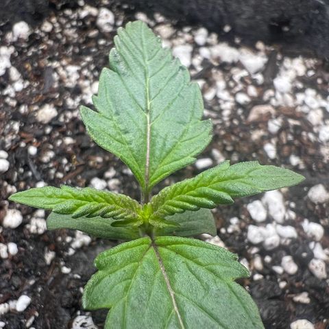 Baby Fruit growlog timeline photo