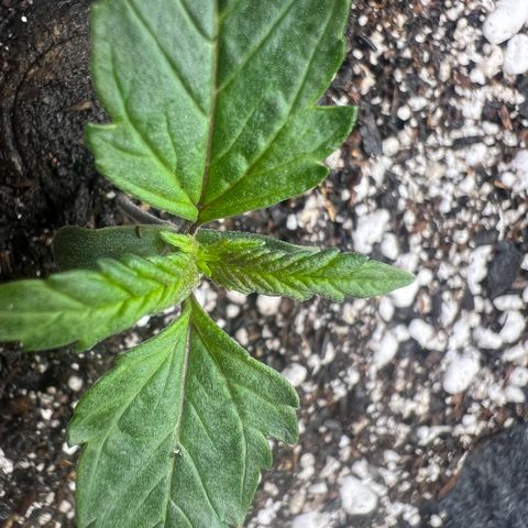 Baby Fruit growlog timeline photo