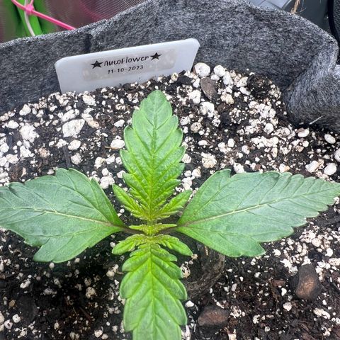 Baby Fruit growlog timeline photo