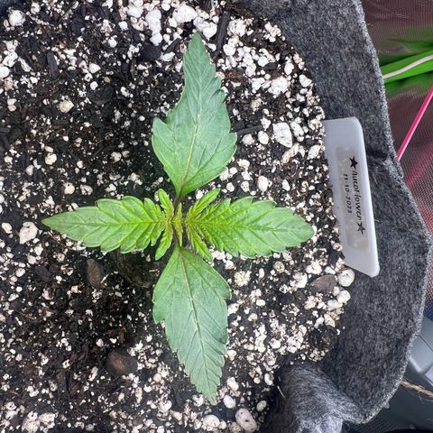 Baby Fruit growlog timeline photo