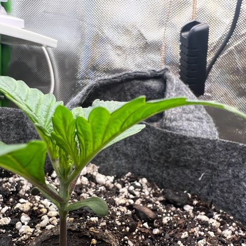 Baby Fruit growlog timeline photo