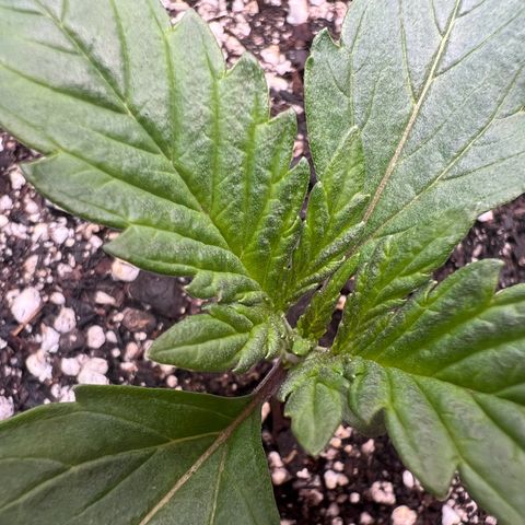 Baby Fruit growlog timeline photo