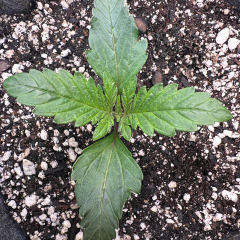 Baby Fruit growlog timeline photo