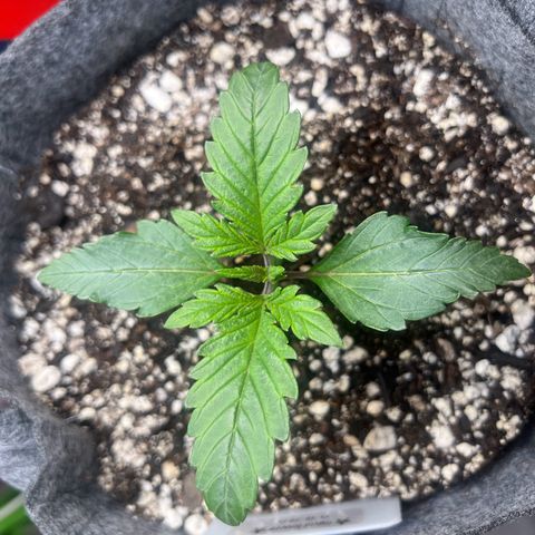 Baby Fruit growlog timeline photo