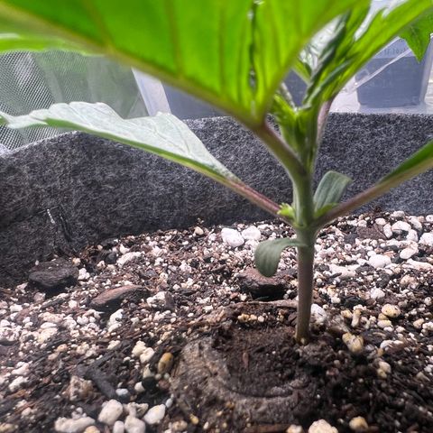 Baby Fruit growlog timeline photo