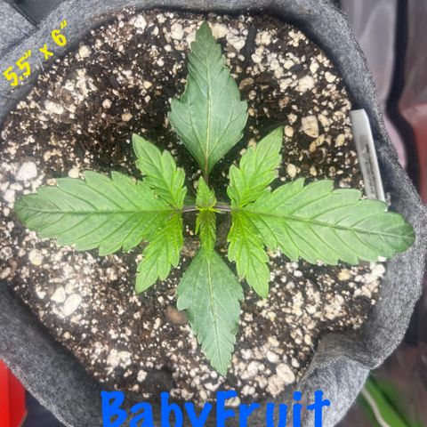 Baby Fruit growlog timeline photo