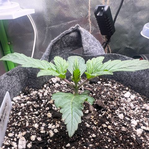 Baby Fruit growlog timeline photo