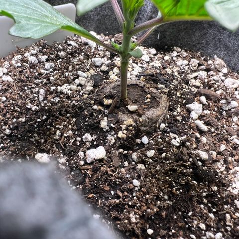 Baby Fruit growlog timeline photo