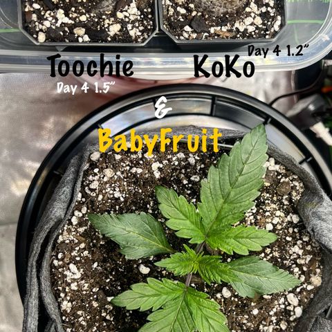 Baby Fruit growlog timeline photo