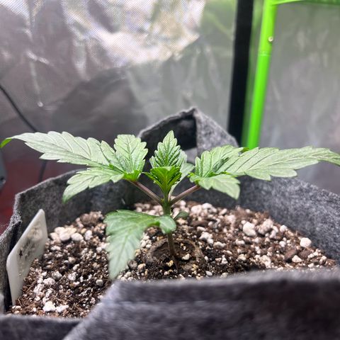 Baby Fruit growlog timeline photo