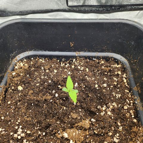 Girl #1 growlog timeline photo