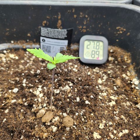 Girl #2 growlog timeline photo