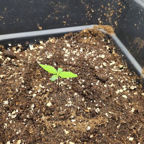 Girl #3 growlog timeline photo